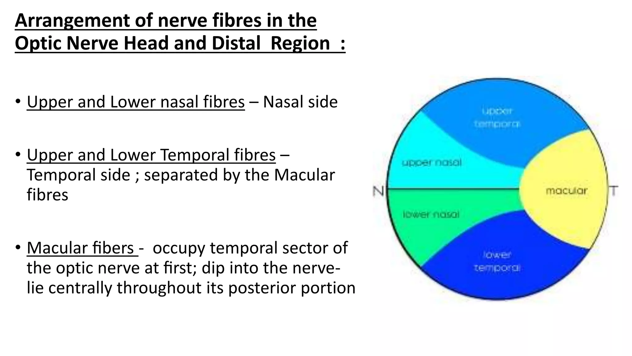 Arrangement of nerve fibres in the
Optic Nerve Head and Distal Region :
• Upper and Lower nasal fibres – Nasal side
• Upper and Lower Temporal fibres –
Temporal side ; separated by the Macular
fibres
• Macular ﬁbers - occupy temporal sector of
the optic nerve at ﬁrst; dip into the nerve-
lie centrally throughout its posterior portion
 