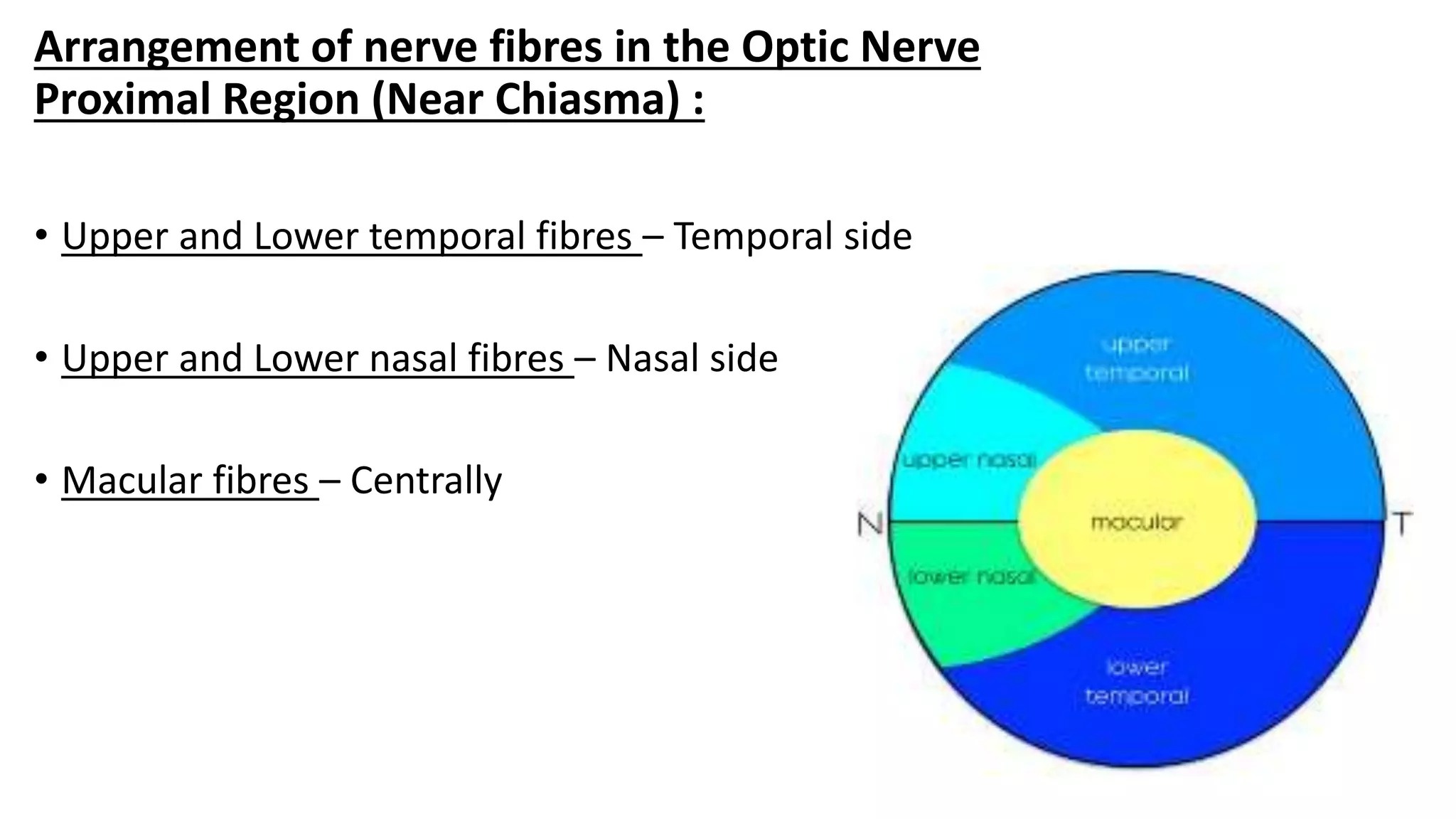 • Upper and Lower temporal fibres – Temporal side
• Upper and Lower nasal fibres – Nasal side
• Macular fibres – Centrally
Arrangement of nerve fibres in the Optic Nerve
Proximal Region (Near Chiasma) :
 