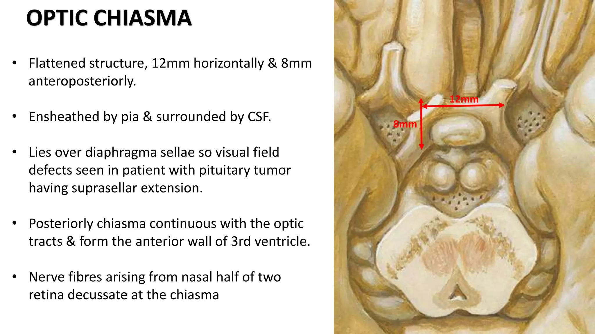 • Flattened structure, 12mm horizontally & 8mm
anteroposteriorly.
• Ensheathed by pia & surrounded by CSF.
• Lies over diaphragma sellae so visual field
defects seen in patient with pituitary tumor
having suprasellar extension.
• Posteriorly chiasma continuous with the optic
tracts & form the anterior wall of 3rd ventricle.
• Nerve fibres arising from nasal half of two
retina decussate at the chiasma
OPTIC CHIASMA
12mm
8mm
 