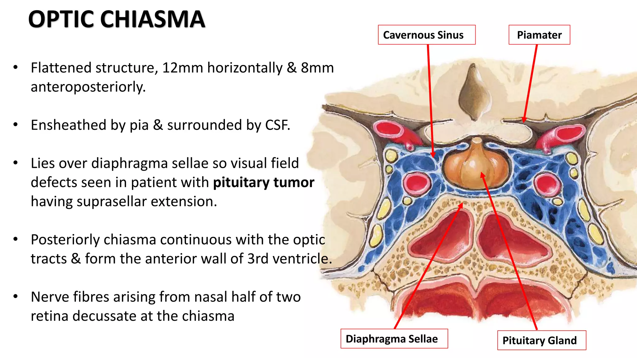• Flattened structure, 12mm horizontally & 8mm
anteroposteriorly.
• Ensheathed by pia & surrounded by CSF.
• Lies over diaphragma sellae so visual field
defects seen in patient with pituitary tumor
having suprasellar extension.
• Posteriorly chiasma continuous with the optic
tracts & form the anterior wall of 3rd ventricle.
• Nerve fibres arising from nasal half of two
retina decussate at the chiasma
OPTIC CHIASMA Cavernous Sinus Piamater
Diaphragma Sellae Pituitary Gland
 