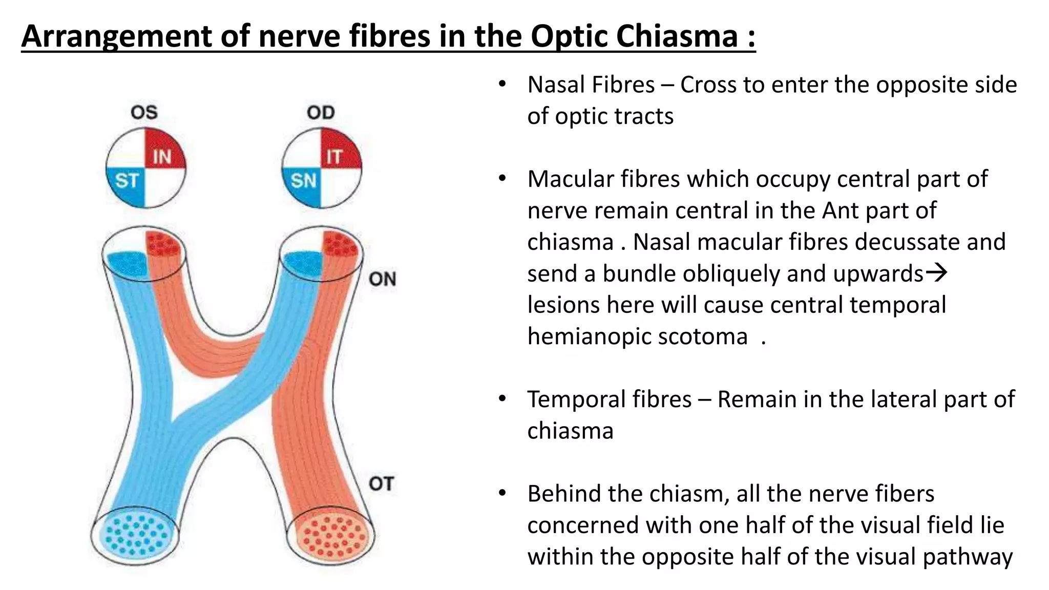 Arrangement of nerve fibres in the Optic Chiasma :
• Nasal Fibres – Cross to enter the opposite side
of optic tracts
• Macular fibres which occupy central part of
nerve remain central in the Ant part of
chiasma . Nasal macular fibres decussate and
send a bundle obliquely and upwards
lesions here will cause central temporal
hemianopic scotoma .
• Temporal fibres – Remain in the lateral part of
chiasma
• Behind the chiasm, all the nerve fibers
concerned with one half of the visual field lie
within the opposite half of the visual pathway
 