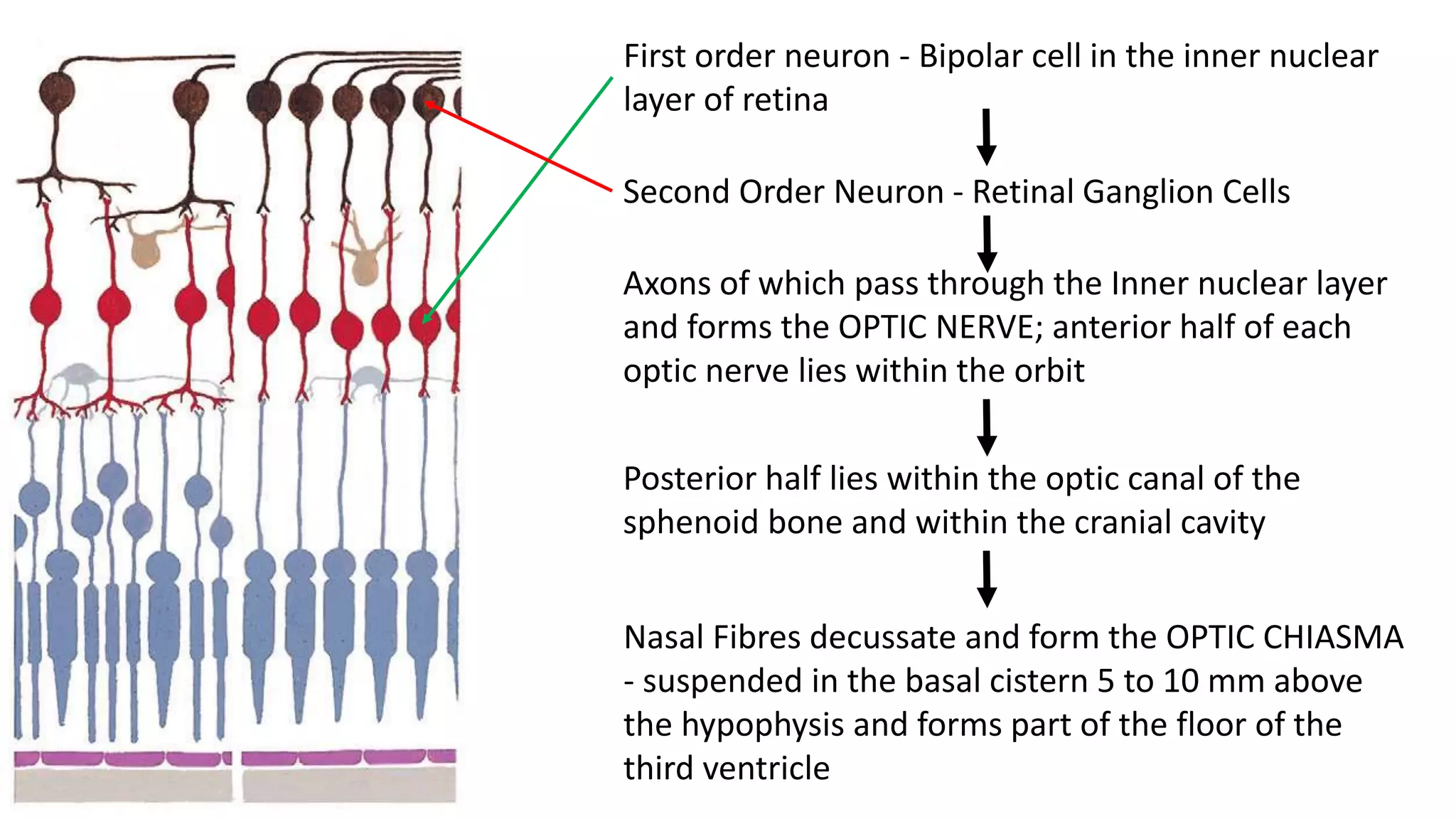 First order neuron - Bipolar cell in the inner nuclear
layer of retina
Second Order Neuron - Retinal Ganglion Cells
Axons of which pass through the Inner nuclear layer
and forms the OPTIC NERVE; anterior half of each
optic nerve lies within the orbit
Nasal Fibres decussate and form the OPTIC CHIASMA
- suspended in the basal cistern 5 to 10 mm above
the hypophysis and forms part of the floor of the
third ventricle
Posterior half lies within the optic canal of the
sphenoid bone and within the cranial cavity
 