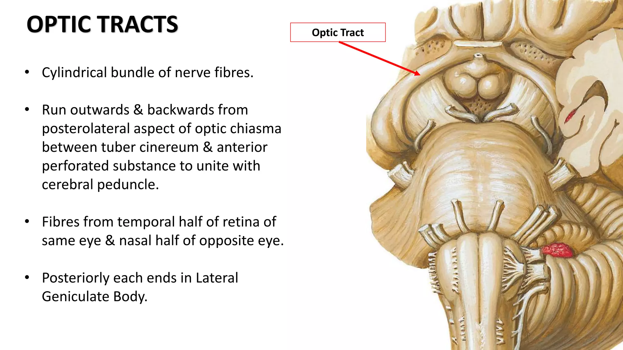• Cylindrical bundle of nerve fibres.
• Run outwards & backwards from
posterolateral aspect of optic chiasma
between tuber cinereum & anterior
perforated substance to unite with
cerebral peduncle.
• Fibres from temporal half of retina of
same eye & nasal half of opposite eye.
• Posteriorly each ends in Lateral
Geniculate Body.
OPTIC TRACTS Optic Tract
 