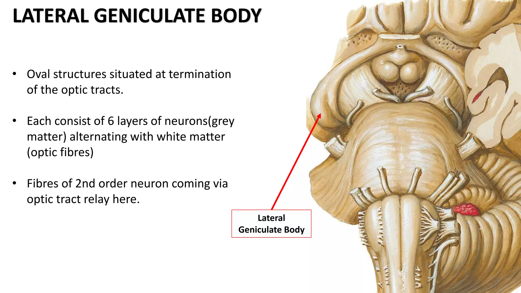 • Oval structures situated at termination
of the optic tracts.
• Each consist of 6 layers of neurons(grey
matter) alternating with white matter
(optic fibres)
• Fibres of 2nd order neuron coming via
optic tract relay here.
LATERAL GENICULATE BODY
Lateral
Geniculate Body
 
