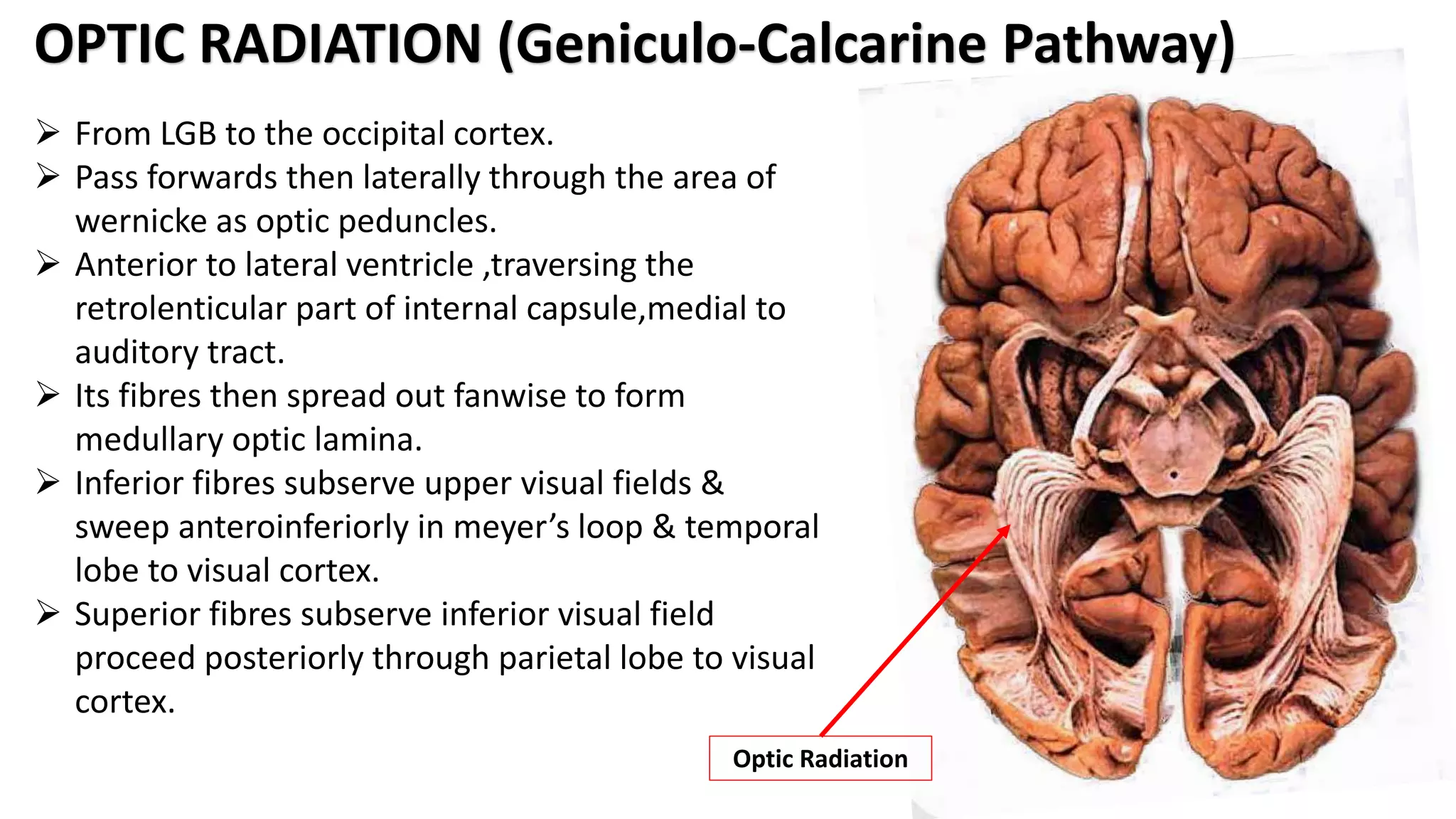  From LGB to the occipital cortex.
 Pass forwards then laterally through the area of
wernicke as optic peduncles.
 Anterior to lateral ventricle ,traversing the
retrolenticular part of internal capsule,medial to
auditory tract.
 Its fibres then spread out fanwise to form
medullary optic lamina.
 Inferior fibres subserve upper visual fields &
sweep anteroinferiorly in meyer’s loop & temporal
lobe to visual cortex.
 Superior fibres subserve inferior visual field
proceed posteriorly through parietal lobe to visual
cortex.
OPTIC RADIATION (Geniculo-Calcarine Pathway)
Optic Radiation
 