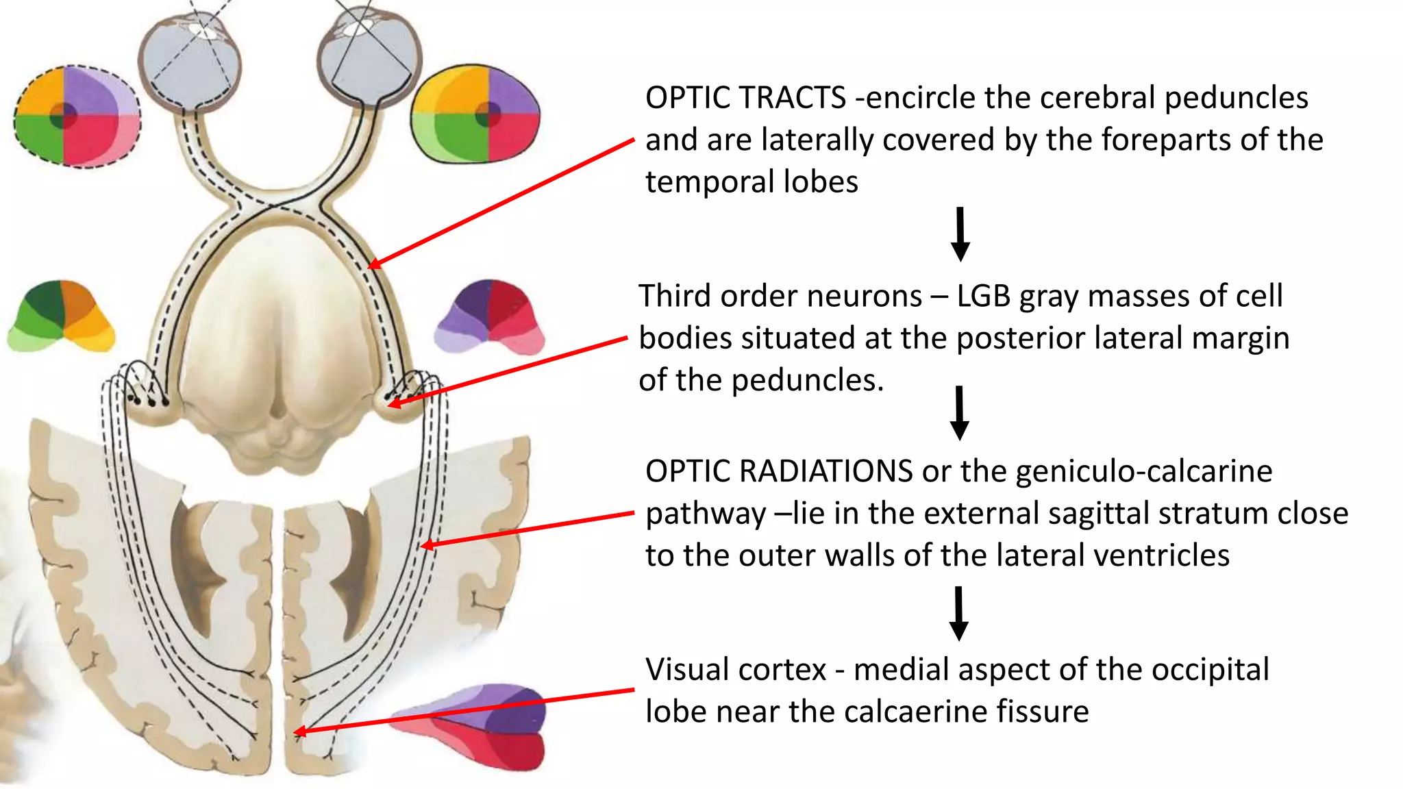 OPTIC TRACTS -encircle the cerebral peduncles
and are laterally covered by the foreparts of the
temporal lobes
Third order neurons – LGB gray masses of cell
bodies situated at the posterior lateral margin
of the peduncles.
OPTIC RADIATIONS or the geniculo-calcarine
pathway –lie in the external sagittal stratum close
to the outer walls of the lateral ventricles
Visual cortex - medial aspect of the occipital
lobe near the calcaerine fissure
 