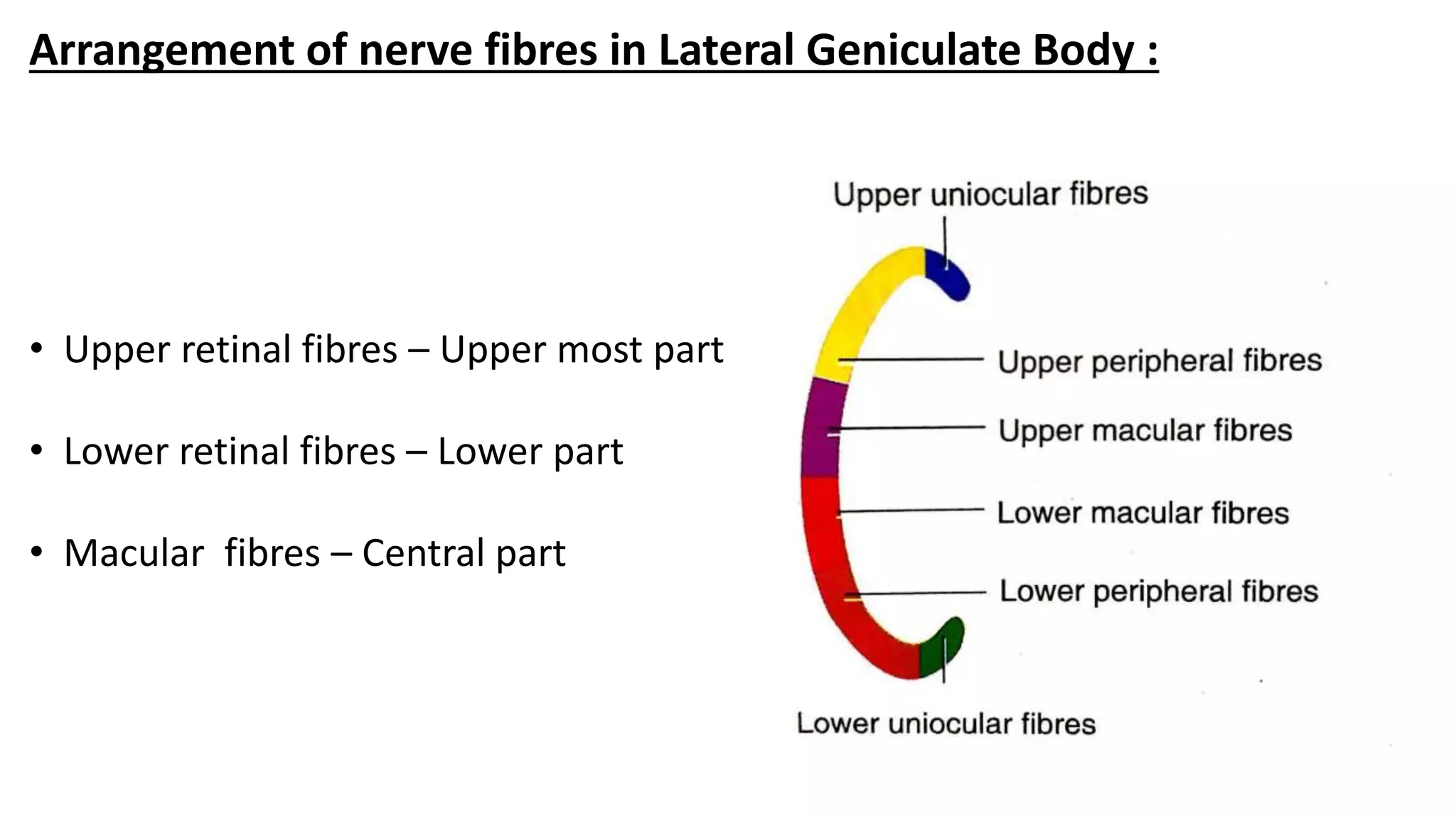 Arrangement of nerve fibres in Lateral Geniculate Body :
• Upper retinal fibres – Upper most part
• Lower retinal fibres – Lower part
• Macular fibres – Central part
 