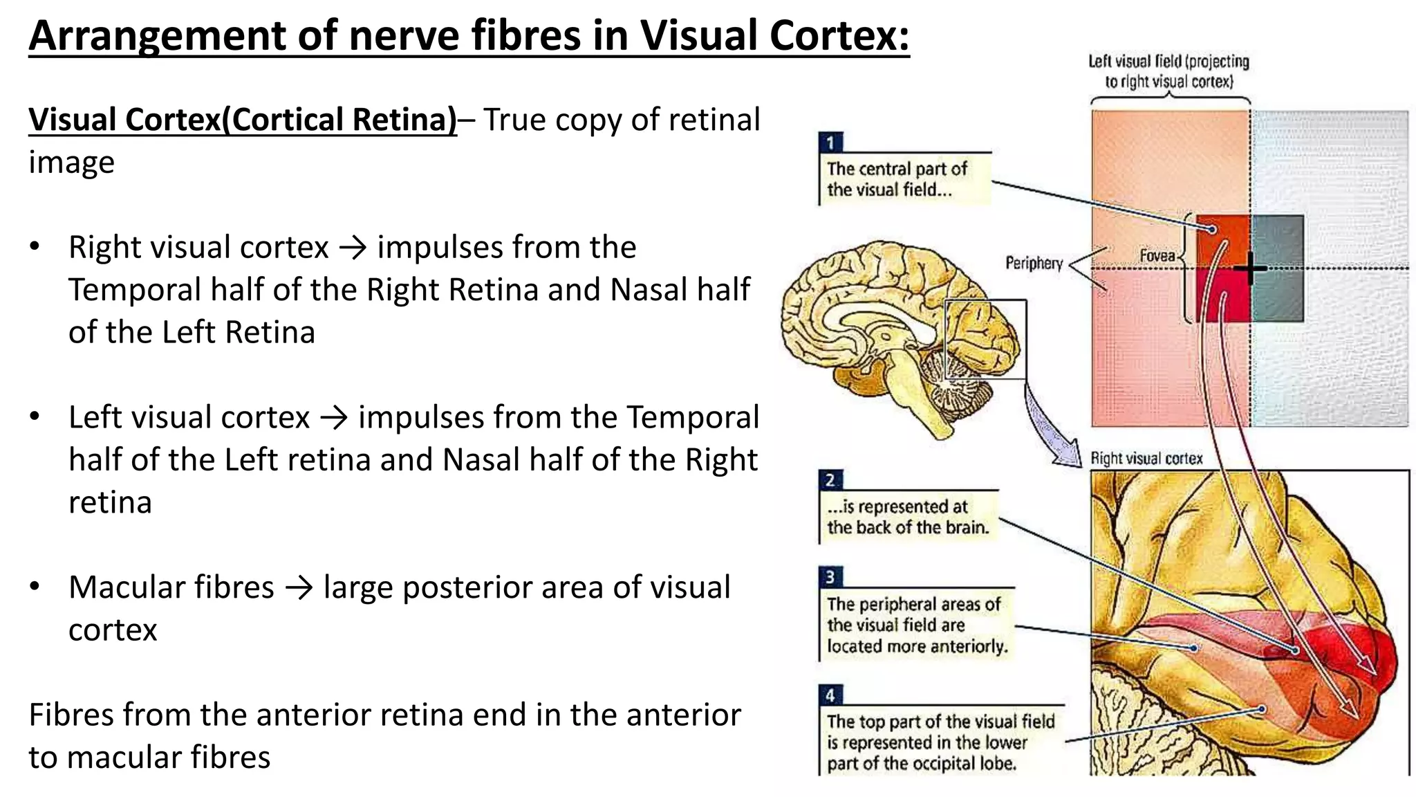Visual Cortex(Cortical Retina)– True copy of retinal
image
• Right visual cortex → impulses from the
Temporal half of the Right Retina and Nasal half
of the Left Retina
• Left visual cortex → impulses from the Temporal
half of the Left retina and Nasal half of the Right
retina
• Macular fibres → large posterior area of visual
cortex
Fibres from the anterior retina end in the anterior
to macular fibres
Arrangement of nerve fibres in Visual Cortex:
 