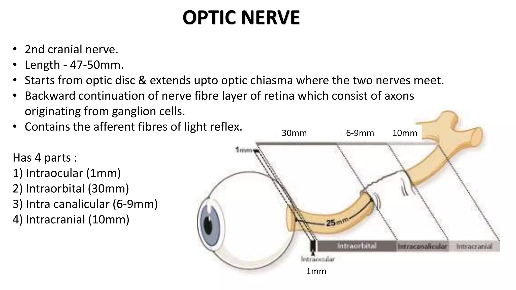 OPTIC NERVE
• 2nd cranial nerve.
• Length - 47-50mm.
• Starts from optic disc & extends upto optic chiasma where the two nerves meet.
• Backward continuation of nerve fibre layer of retina which consist of axons
originating from ganglion cells.
• Contains the afferent fibres of light reflex.
Has 4 parts :
1) Intraocular (1mm)
2) Intraorbital (30mm)
3) Intra canalicular (6-9mm)
4) Intracranial (10mm)
30mm 6-9mm 10mm
1mm
 