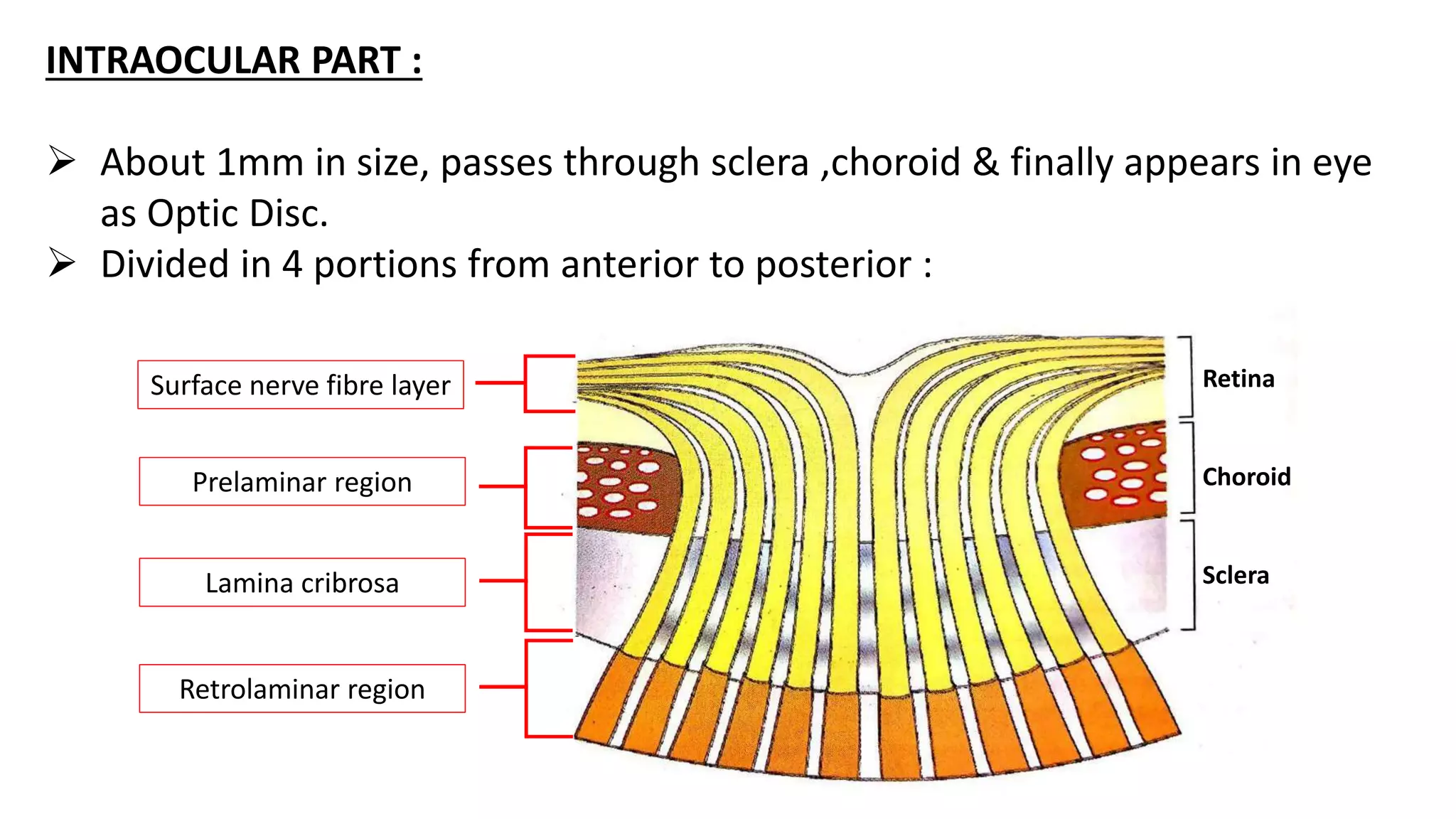 INTRAOCULAR PART :
 About 1mm in size, passes through sclera ,choroid & finally appears in eye
as Optic Disc.
 Divided in 4 portions from anterior to posterior :
Surface nerve fibre layer
Prelaminar region
Lamina cribrosa
Retrolaminar region
Retina
Choroid
Sclera
 