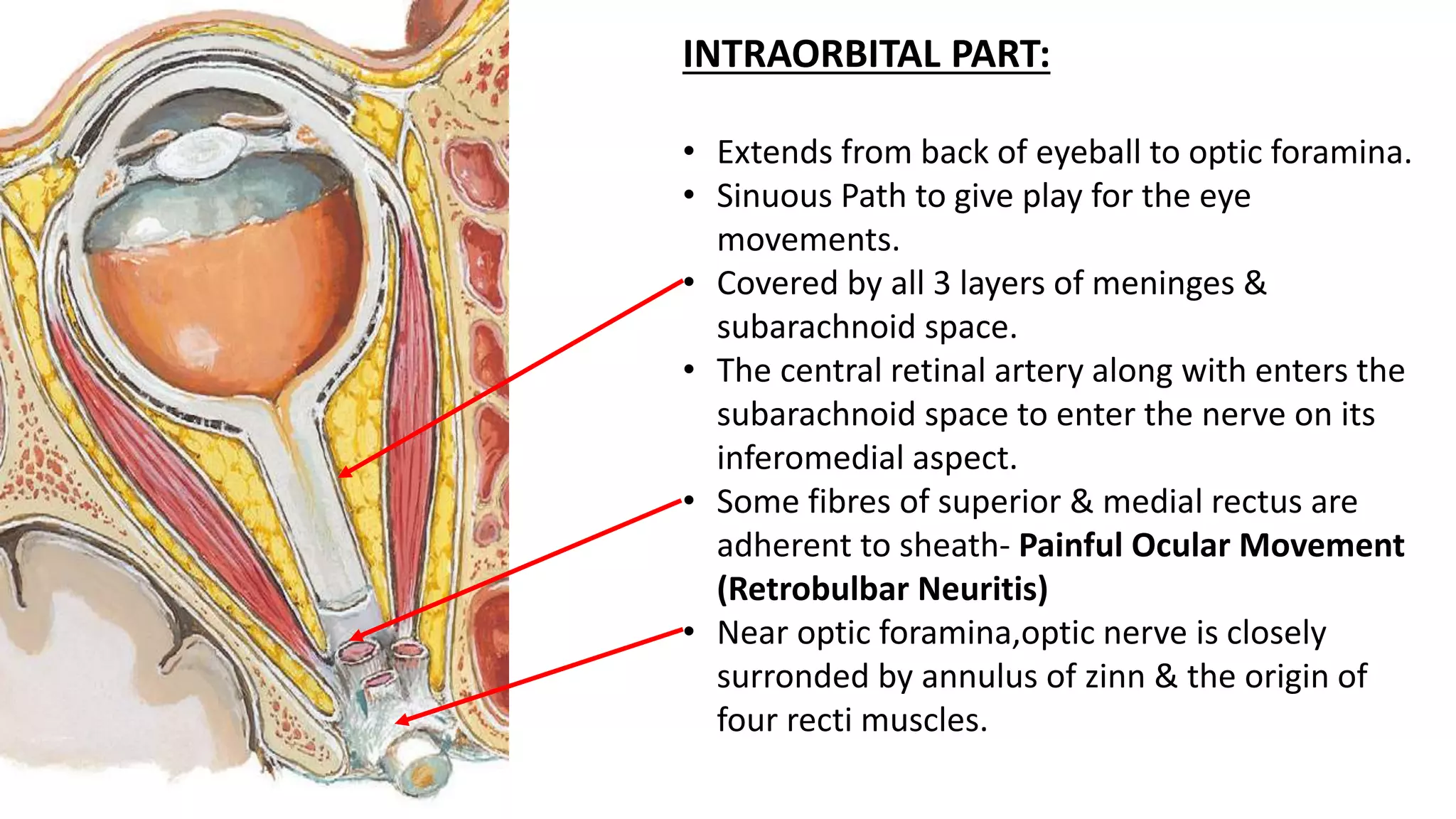INTRAORBITAL PART:
• Extends from back of eyeball to optic foramina.
• Sinuous Path to give play for the eye
movements.
• Covered by all 3 layers of meninges &
subarachnoid space.
• The central retinal artery along with enters the
subarachnoid space to enter the nerve on its
inferomedial aspect.
• Some fibres of superior & medial rectus are
adherent to sheath- Painful Ocular Movement
(Retrobulbar Neuritis)
• Near optic foramina,optic nerve is closely
surronded by annulus of zinn & the origin of
four recti muscles.
 