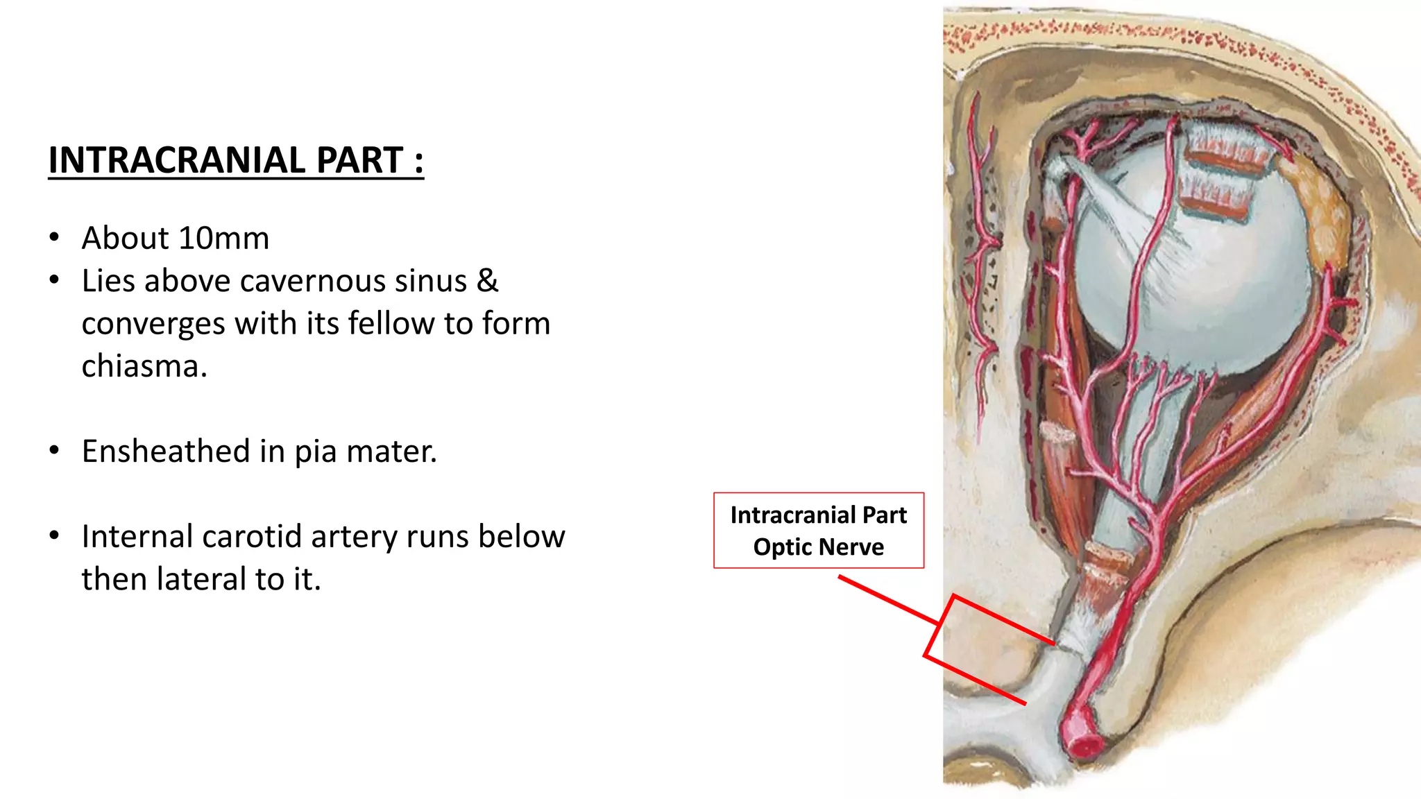 INTRACRANIAL PART :
• About 10mm
• Lies above cavernous sinus &
converges with its fellow to form
chiasma.
• Ensheathed in pia mater.
• Internal carotid artery runs below
then lateral to it.
Intracranial Part
Optic Nerve
 