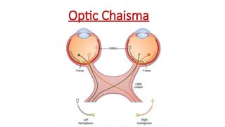 Optic Chaisma
 