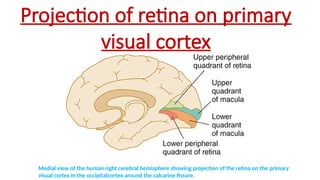 Projection of retina on primary
visual cortex
Medial view of the human right cerebral hemisphere showing projection of the retina on the primary
visual cortex in the occipitalcortex around the calcarine fissure.
 