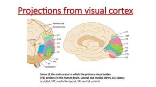 Projections from visual cortex
Some of the main areas to which the primary visual cortex
(V1) projects in the human brain. Lateral and medial views. LO, lateral
occipital; MT, medial temporal; VP, ventral parietal.
 