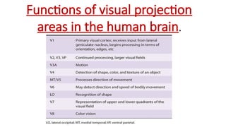 Functions of visual projection
areas in the human brain.
 