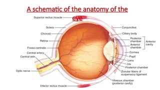 A schematic of the anatomy of the
eye
 