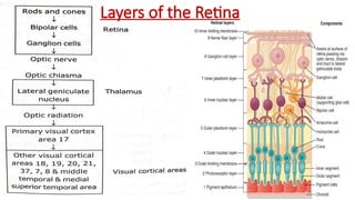 Layers of the Retina
 