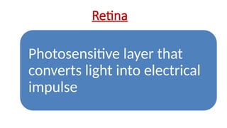 Retina
Photosensitive layer that
converts light into electrical
impulse
 