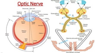 Optic Nerve
 