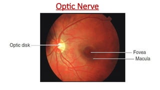 Optic Nerve
 