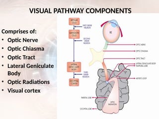 visual pathway diseases and clinical significance pptx | PPTX