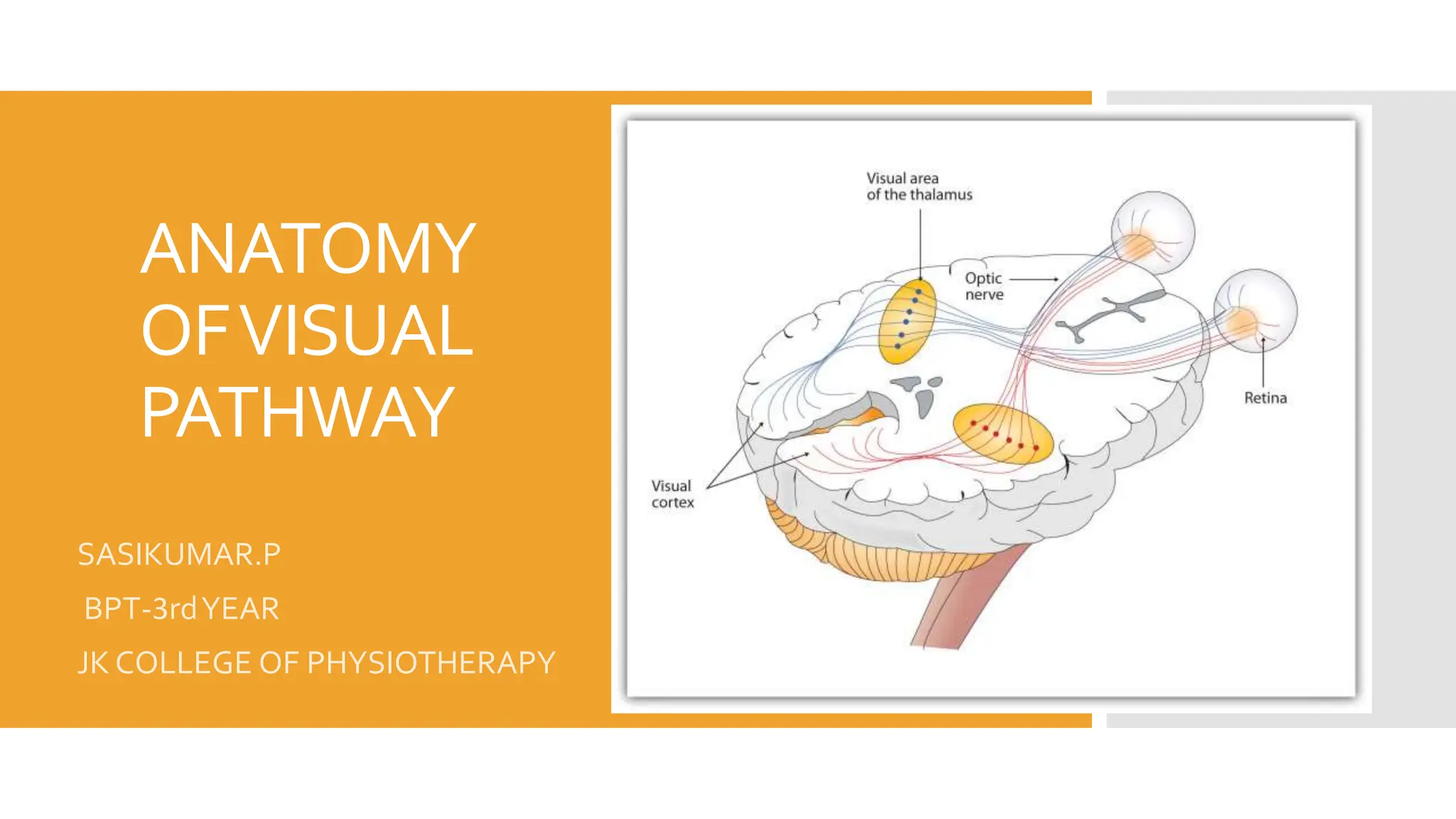 ANATOMY AND PHYSIOLOGY OF VISUAL PATHWAY | PPT