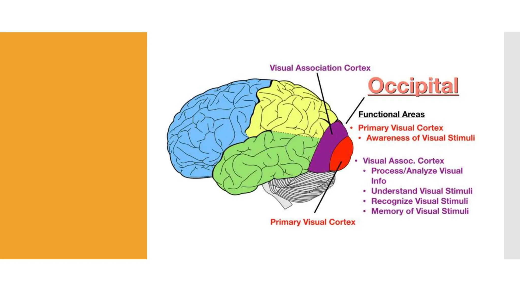 ANATOMY AND PHYSIOLOGY OF VISUAL PATHWAY | PPTX