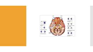 ANATOMY AND PHYSIOLOGY OF VISUAL PATHWAY | PPTX
