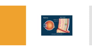 ANATOMY AND PHYSIOLOGY OF VISUAL PATHWAY | PPTX