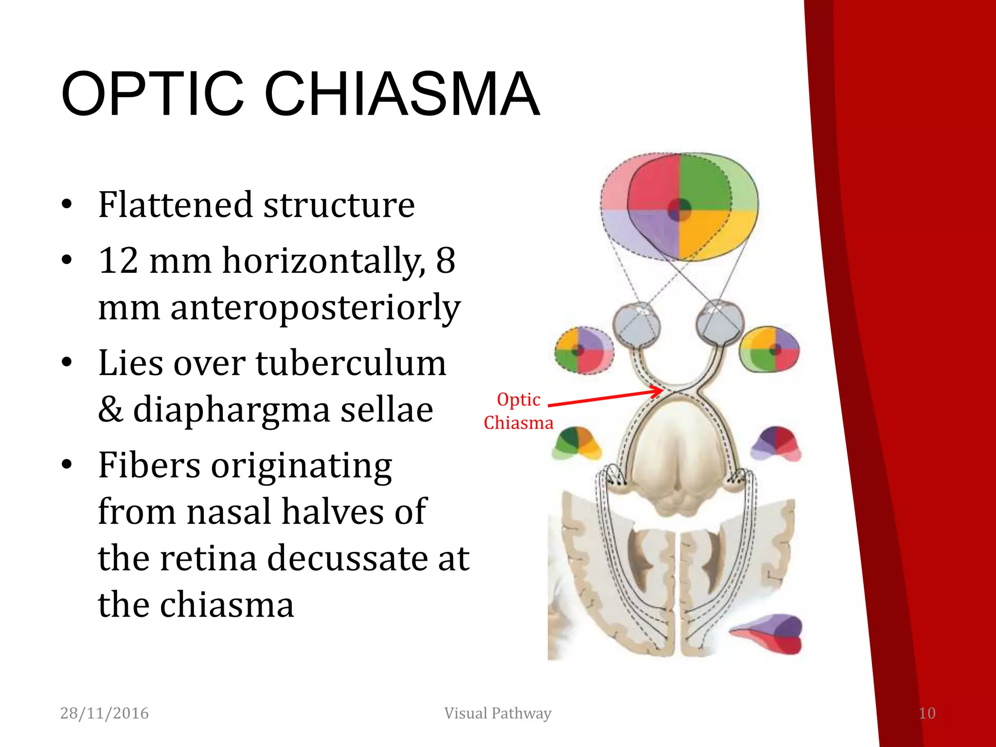 OPTIC CHIASMA
• Flattened structure
• 12 mm horizontally, 8
mm anteroposteriorly
• Lies over tuberculum
& diaphargma sellae
• Fibers originating
from nasal halves of
the retina decussate at
the chiasma
28/11/2016 Visual Pathway 10
Optic
Chiasma
 