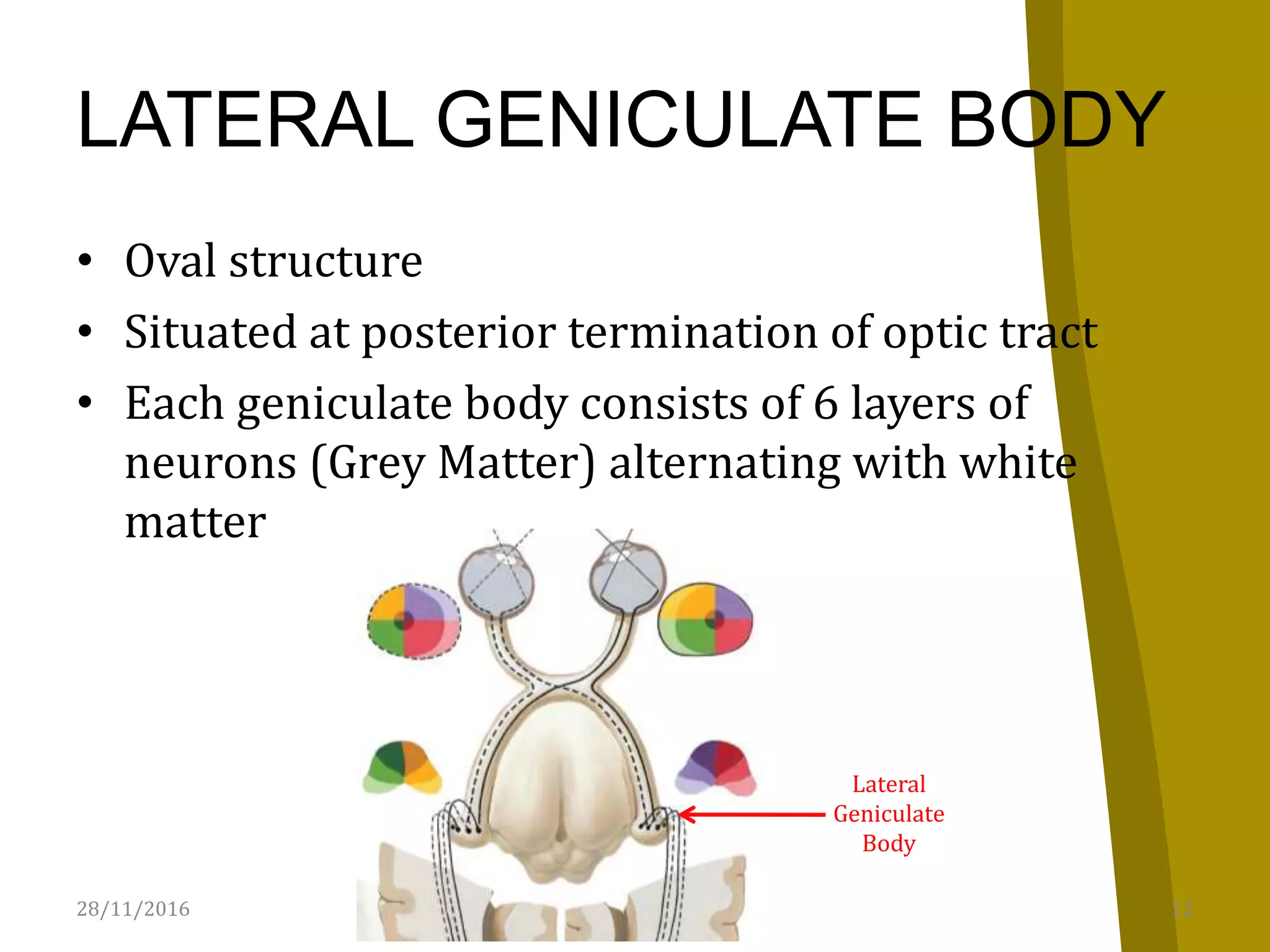LATERAL GENICULATE BODY
• Oval structure
• Situated at posterior termination of optic tract
• Each geniculate body consists of 6 layers of
neurons (Grey Matter) alternating with white
matter
28/11/2016 12Visual Pathway
Lateral
Geniculate
Body
 