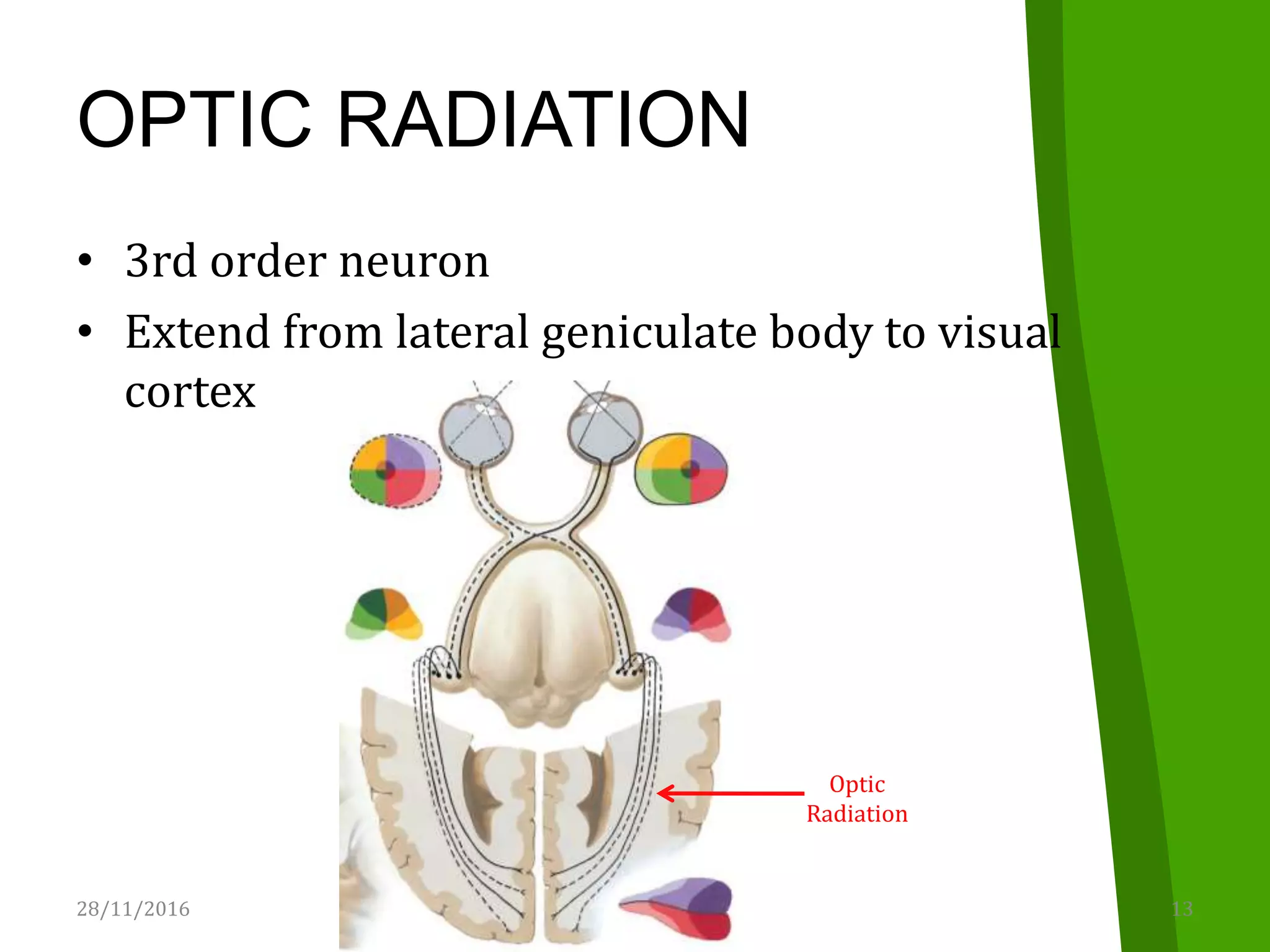 OPTIC RADIATION
• 3rd order neuron
• Extend from lateral geniculate body to visual
cortex
28/11/2016 13Visual Pathway
Optic
Radiation
 