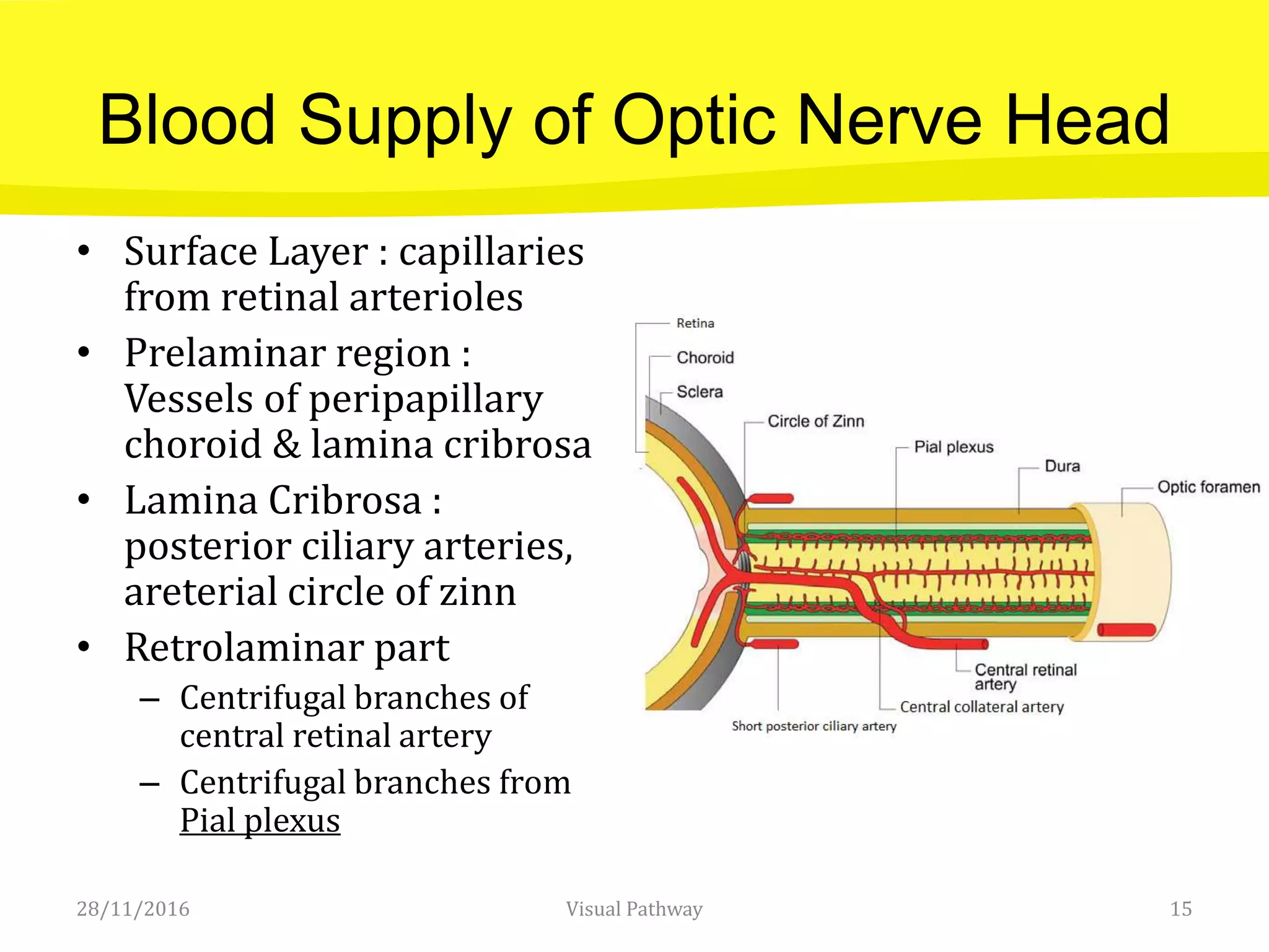 Blood Supply of Optic Nerve Head
• Surface Layer : capillaries
from retinal arterioles
• Prelaminar region :
Vessels of peripapillary
choroid & lamina cribrosa
• Lamina Cribrosa :
posterior ciliary arteries,
areterial circle of zinn
• Retrolaminar part
– Centrifugal branches of
central retinal artery
– Centrifugal branches from
Pial plexus
28/11/2016 Visual Pathway 15
 