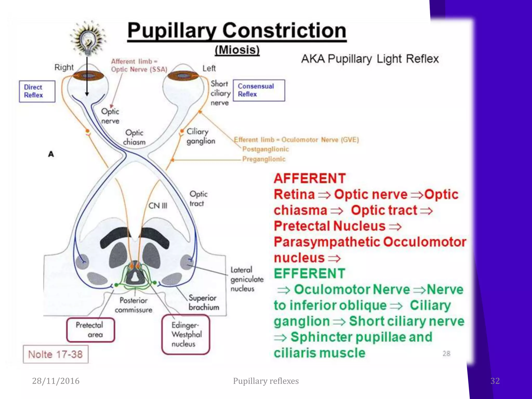 28/11/2016 32Pupillary reflexes
 