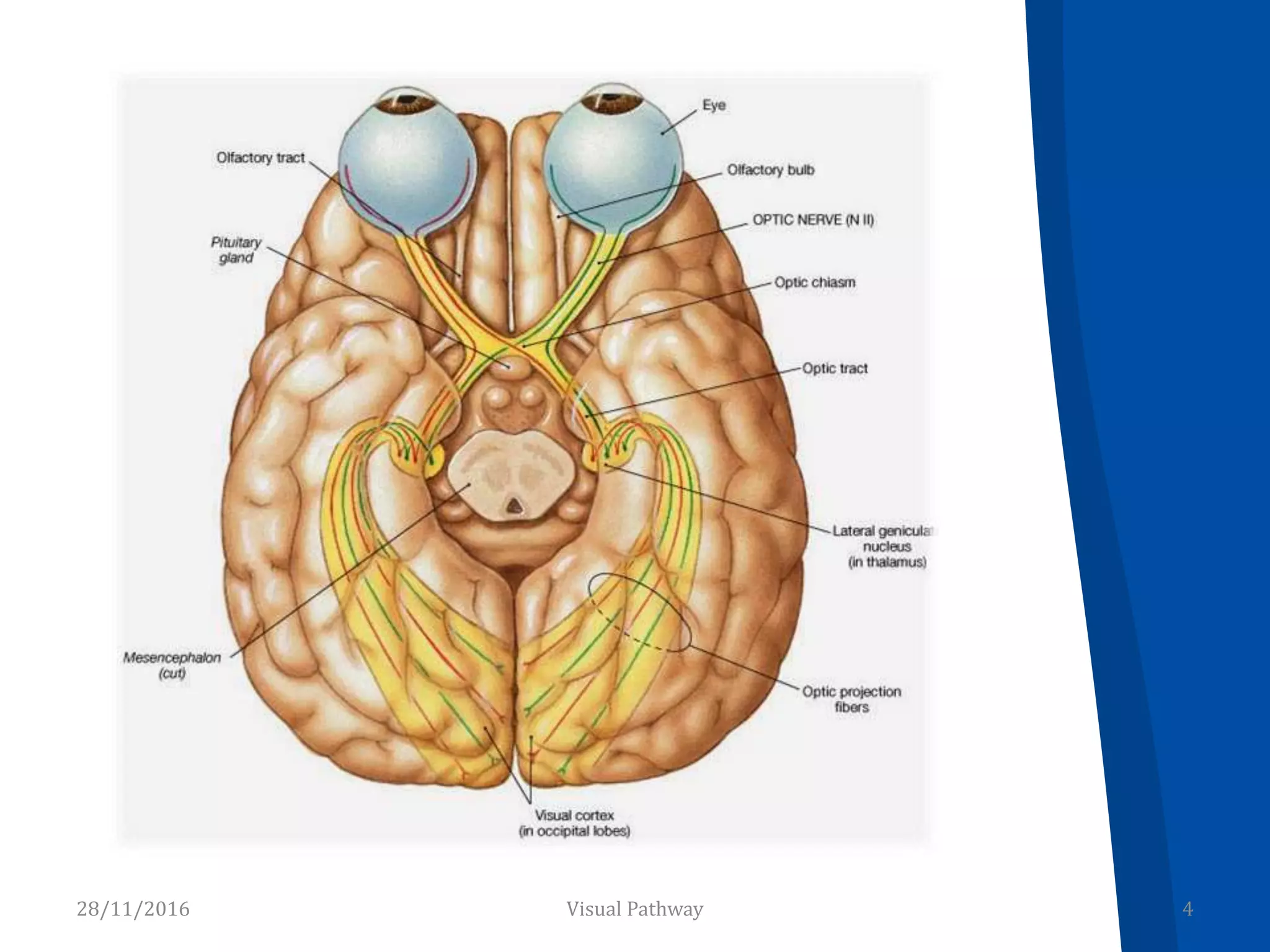 28/11/2016 4Visual Pathway
 
