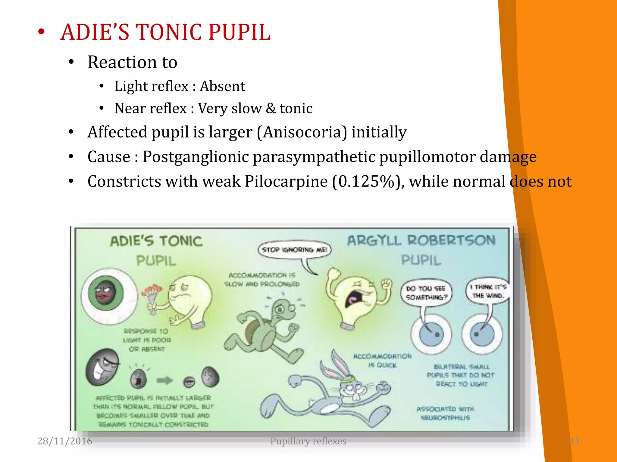 • ADIE’S TONIC PUPIL
• Reaction to
• Light reflex : Absent
• Near reflex : Very slow & tonic
• Affected pupil is larger (Anisocoria) initially
• Cause : Postganglionic parasympathetic pupillomotor damage
• Constricts with weak Pilocarpine (0.125%), while normal does not
28/11/2016 41Pupillary reflexes
 