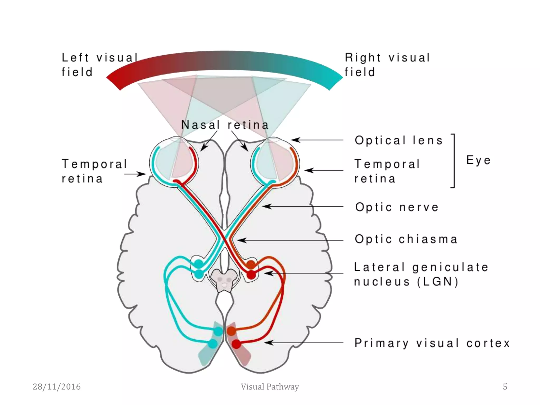28/11/2016 5Visual Pathway
 