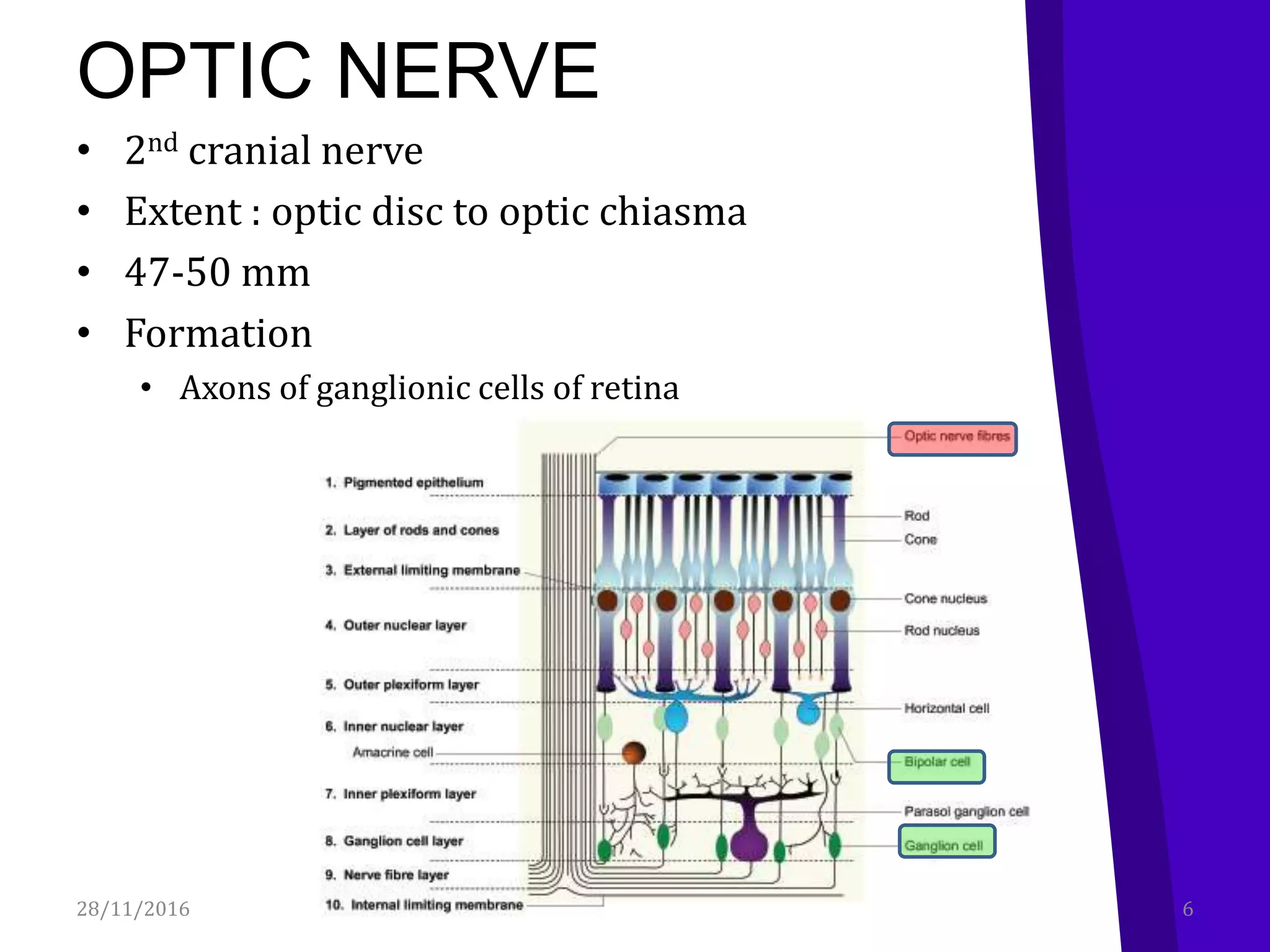 OPTIC NERVE
• 2nd cranial nerve
• Extent : optic disc to optic chiasma
• 47-50 mm
• Formation
• Axons of ganglionic cells of retina
28/11/2016 6Visual Pathway
 