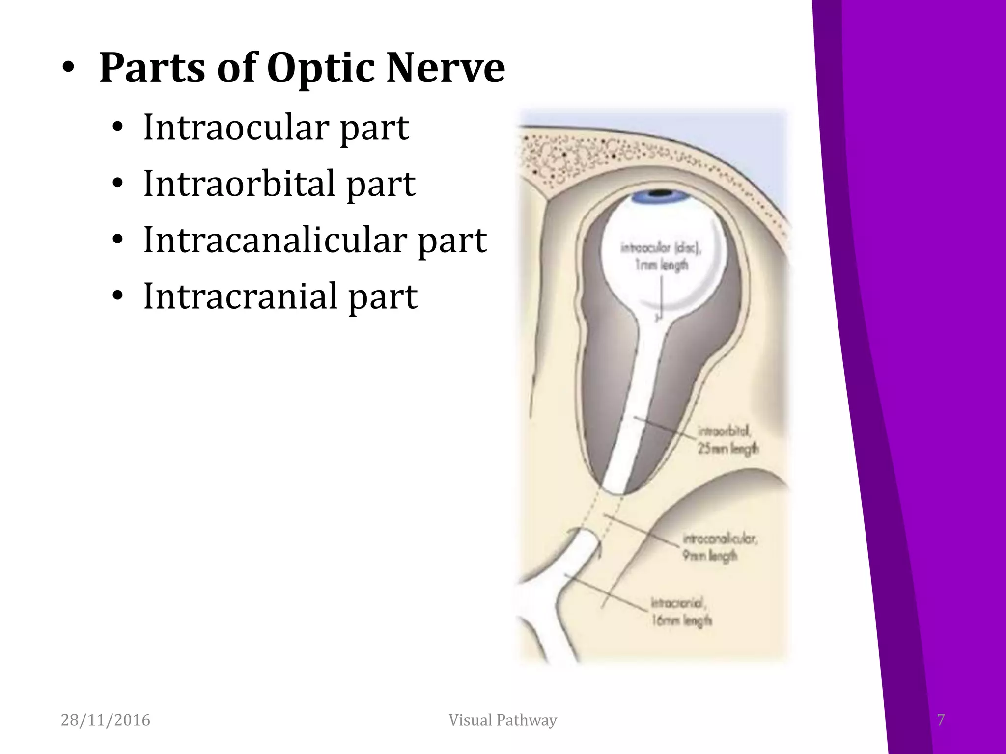 • Parts of Optic Nerve
• Intraocular part
• Intraorbital part
• Intracanalicular part
• Intracranial part
28/11/2016 7Visual Pathway
 