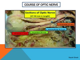 VISUAL PATHWAY (part 1)_watermark[1].pdf