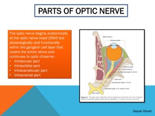 VISUAL PATHWAY (part 1)_watermark[1].pdf