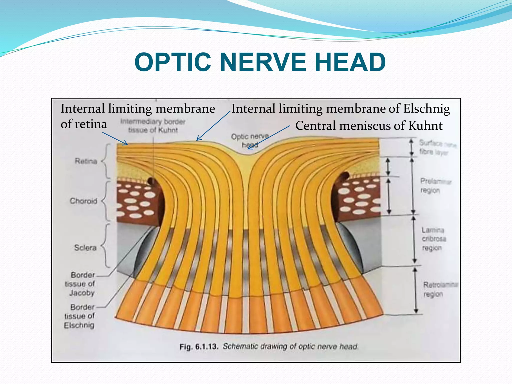 OPTIC NERVE HEAD
Central meniscus of Kuhnt
Internal limiting membrane
of retina
Internal limiting membrane of Elschnig
 