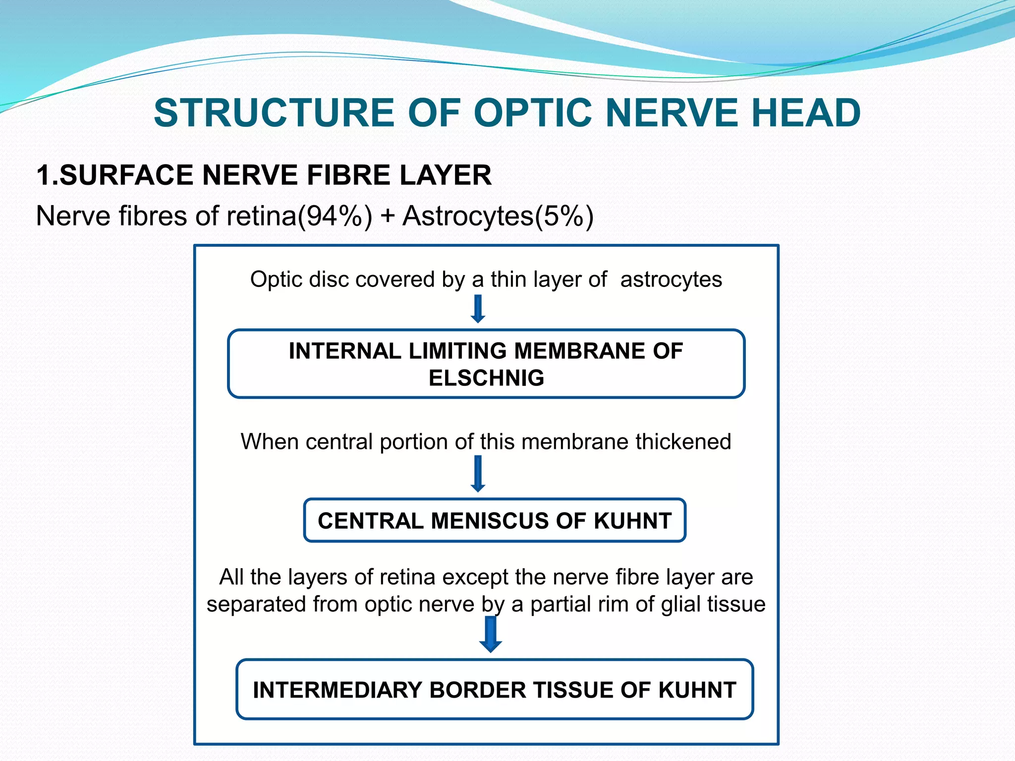 STRUCTURE OF OPTIC NERVE HEAD
1.SURFACE NERVE FIBRE LAYER
Nerve fibres of retina(94%) + Astrocytes(5%)
Optic disc covered by a thin layer of astrocytes
When central portion of this membrane thickened
All the layers of retina except the nerve fibre layer are
separated from optic nerve by a partial rim of glial tissue
INTERNAL LIMITING MEMBRANE OF
ELSCHNIG
CENTRAL MENISCUS OF KUHNT
INTERMEDIARY BORDER TISSUE OF KUHNT
 