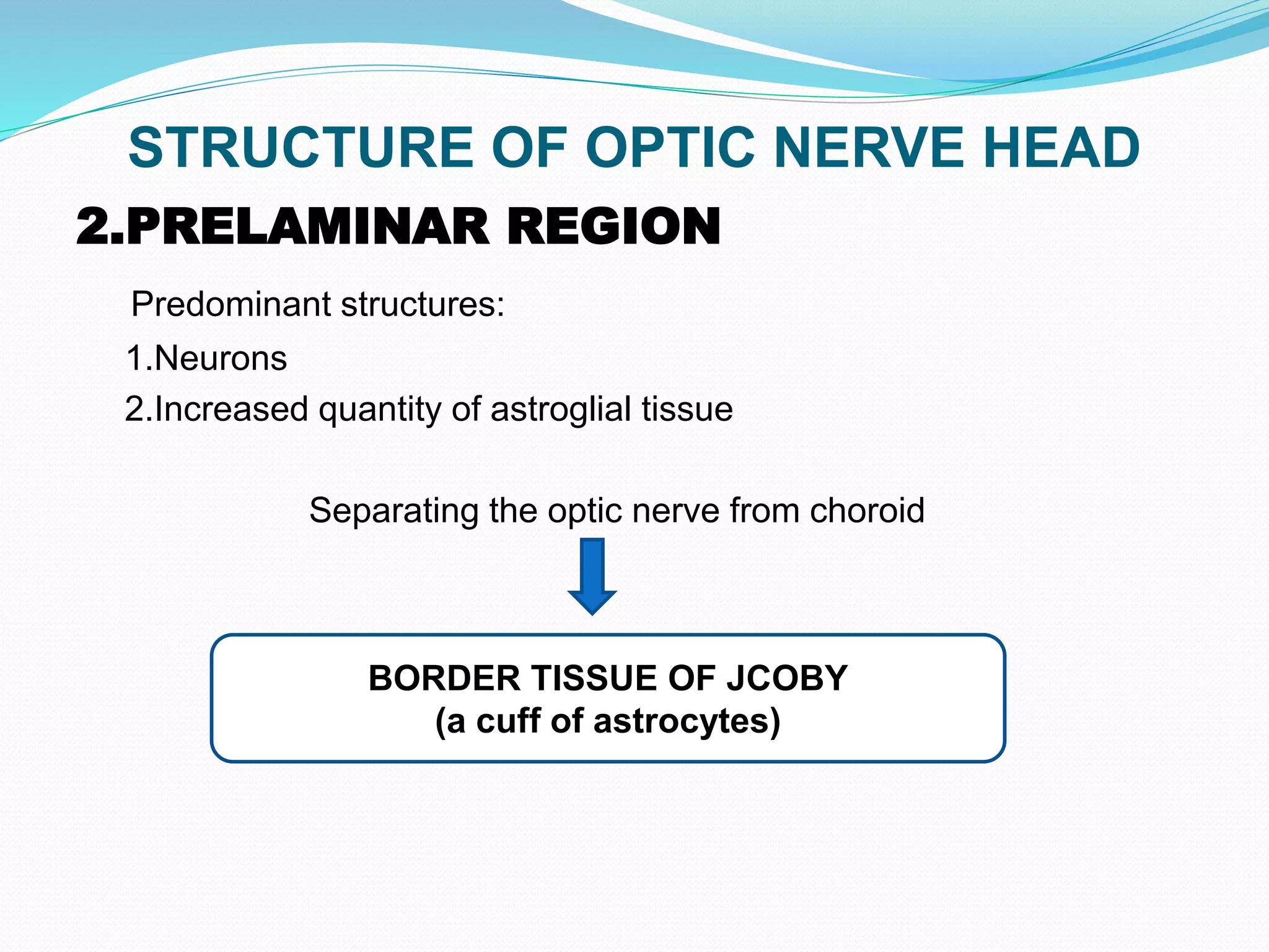 STRUCTURE OF OPTIC NERVE HEAD
2.PRELAMINAR REGION
Predominant structures:
1.Neurons
2.Increased quantity of astroglial tissue
Separating the optic nerve from choroid
BORDER TISSUE OF JCOBY
(a cuff of astrocytes)
 