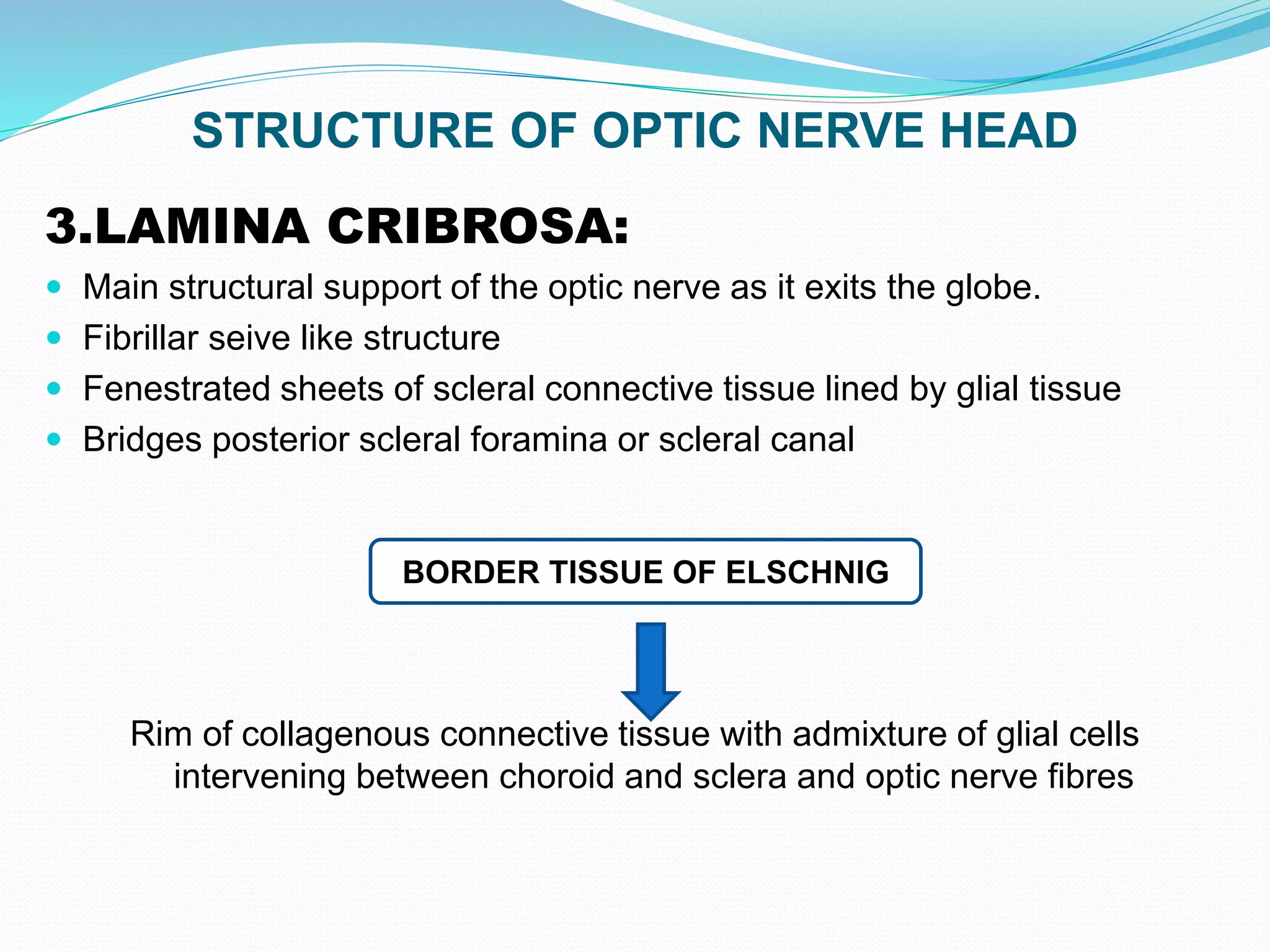 STRUCTURE OF OPTIC NERVE HEAD
3.LAMINA CRIBROSA:
 Main structural support of the optic nerve as it exits the globe.
 Fibrillar seive like structure
 Fenestrated sheets of scleral connective tissue lined by glial tissue
 Bridges posterior scleral foramina or scleral canal
Rim of collagenous connective tissue with admixture of glial cells
intervening between choroid and sclera and optic nerve fibres
BORDER TISSUE OF ELSCHNIG
 