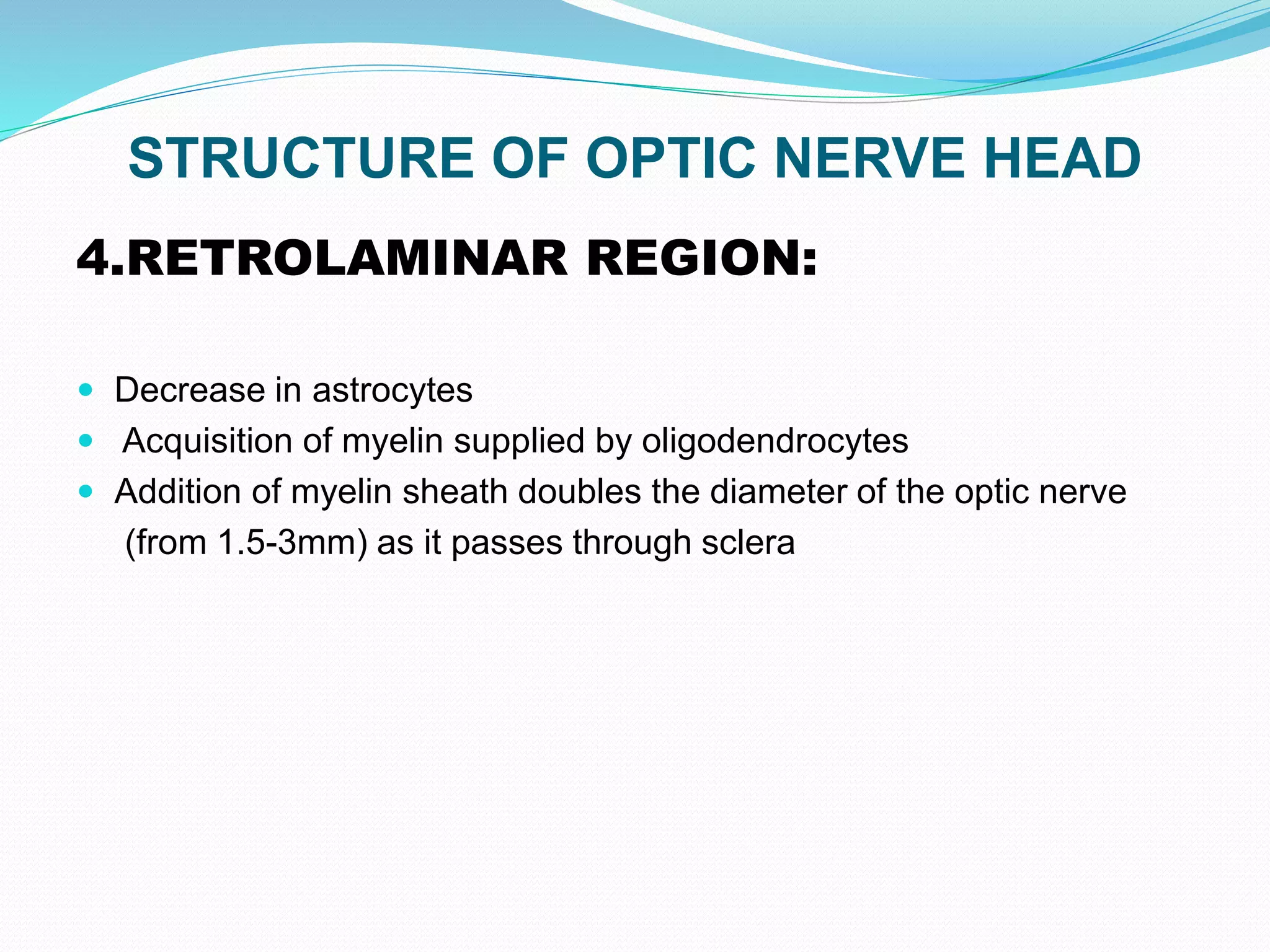 STRUCTURE OF OPTIC NERVE HEAD
4.RETROLAMINAR REGION:
 Decrease in astrocytes
 Acquisition of myelin supplied by oligodendrocytes
 Addition of myelin sheath doubles the diameter of the optic nerve
(from 1.5-3mm) as it passes through sclera
 