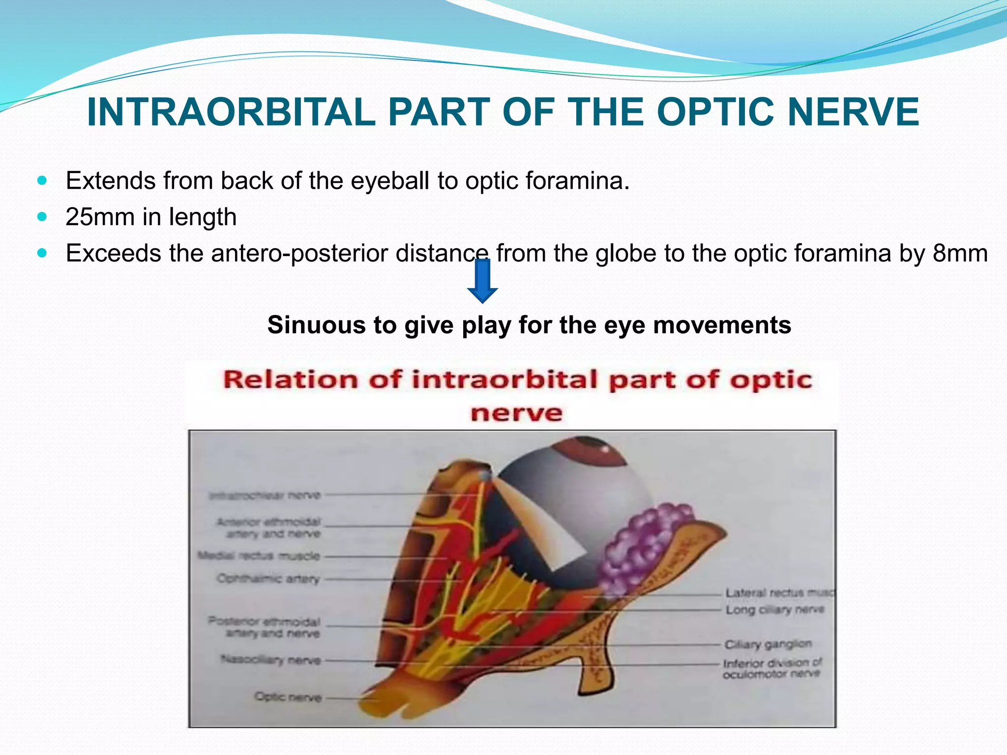 INTRAORBITAL PART OF THE OPTIC NERVE
 Extends from back of the eyeball to optic foramina.
 25mm in length
 Exceeds the antero-posterior distance from the globe to the optic foramina by 8mm
Sinuous to give play for the eye movements
 