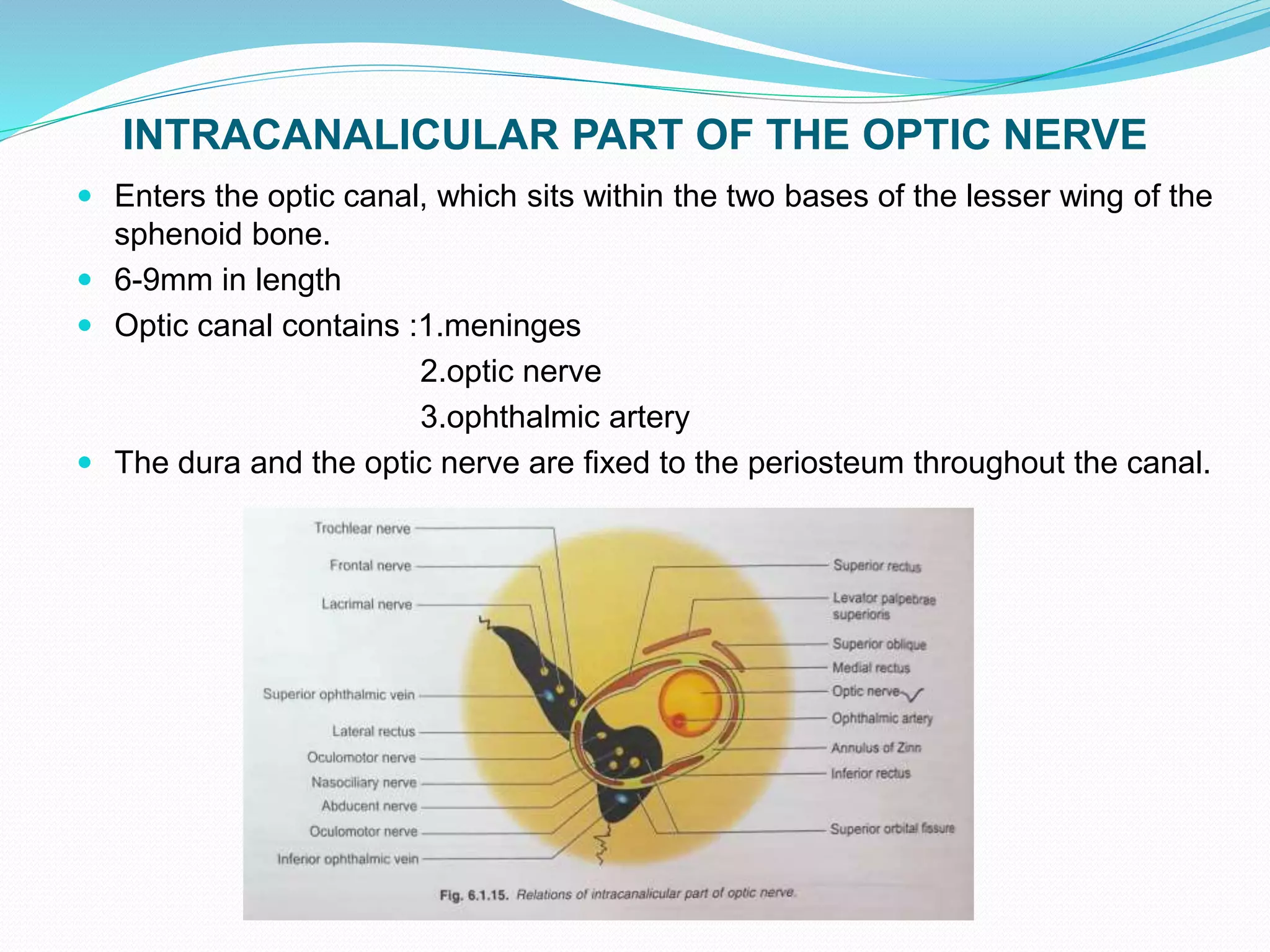 INTRACANALICULAR PART OF THE OPTIC NERVE
 Enters the optic canal, which sits within the two bases of the lesser wing of the
sphenoid bone.
 6-9mm in length
 Optic canal contains :1.meninges
2.optic nerve
3.ophthalmic artery
 The dura and the optic nerve are fixed to the periosteum throughout the canal.
 