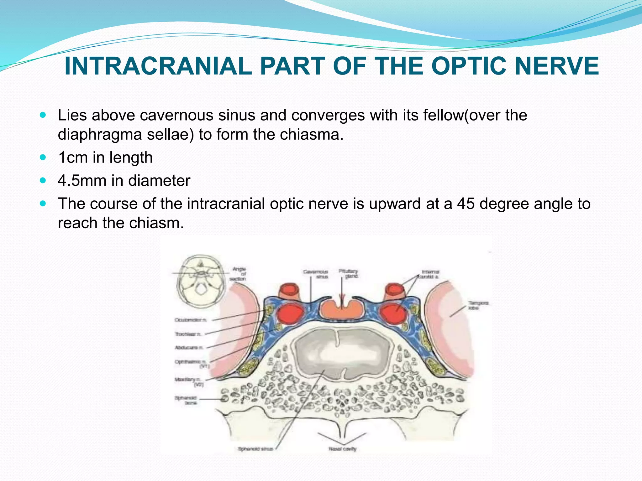 INTRACRANIAL PART OF THE OPTIC NERVE
 Lies above cavernous sinus and converges with its fellow(over the
diaphragma sellae) to form the chiasma.
 1cm in length
 4.5mm in diameter
 The course of the intracranial optic nerve is upward at a 45 degree angle to
reach the chiasm.
 